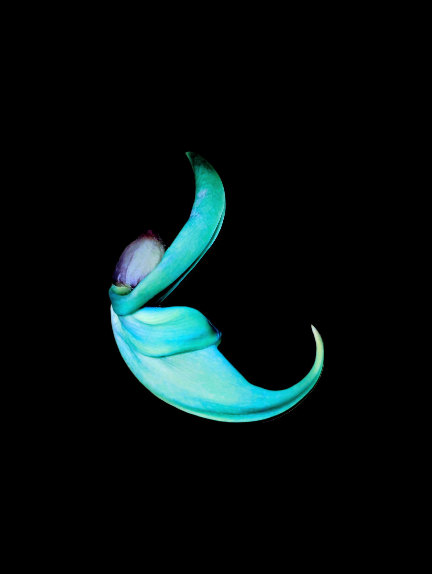 ヒスイカズラの花　アップ